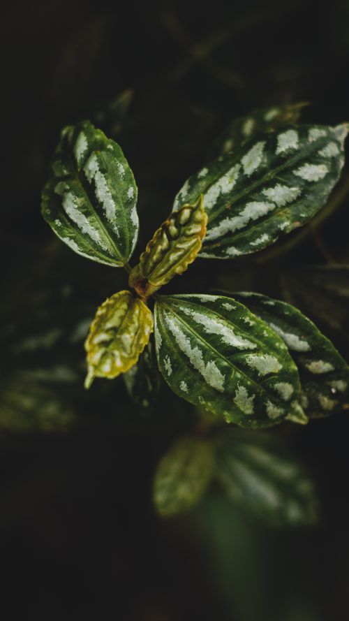 Free Detailed close-up of a variegated leaf plant with lush green and white patterns. Stock Photo