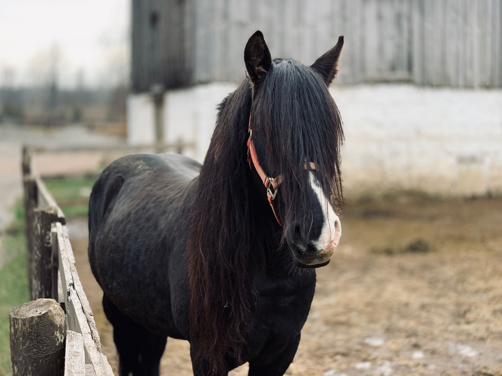 Veterinary care for a horse