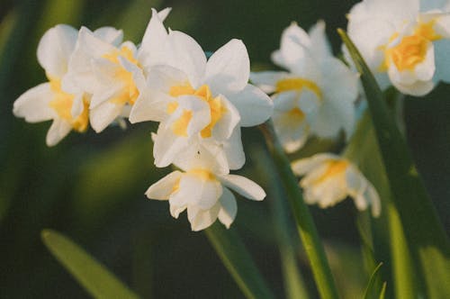 Darmowe zdjęcie z galerii z biały, kwiaty, narcyz