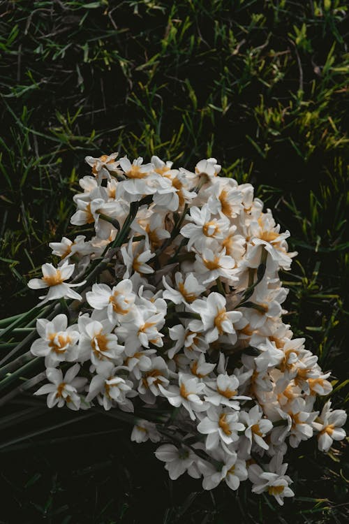 Foto profissional grátis de branco, chão, flores