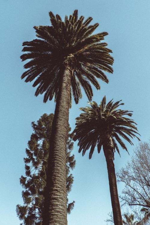 Free Sunlit palm trees tower against a bright blue sky, epitomizing tropical beauty and tranquility. Stock Photo