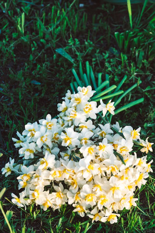 Foto profissional grátis de branco, chão, flores