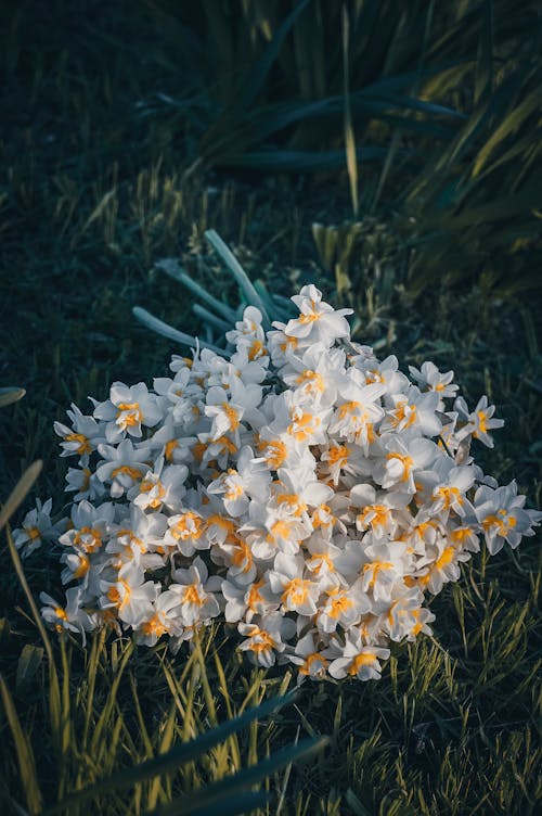 Immagine gratuita di bianco, bouquet, erba
