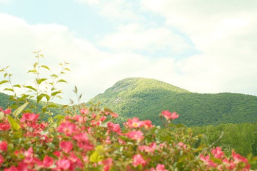 Kostnadsfri bild av blommor, kulle, landskap