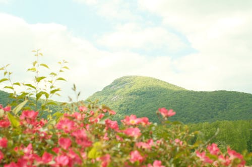 경치, 꽃, 나무의 무료 스톡 사진