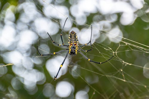 Gratis lagerfoto af bokeh, dyreliv, edderkop