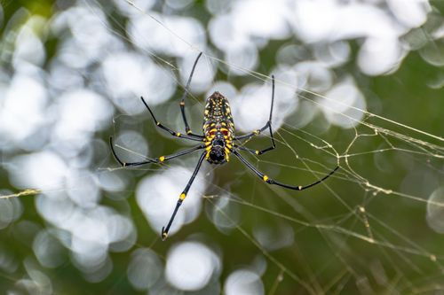 Free Vibrant yellow and black spider centered in its web with a natural bokeh effect. Stock Photo