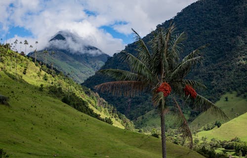 Palm Tree and Green Valley behind