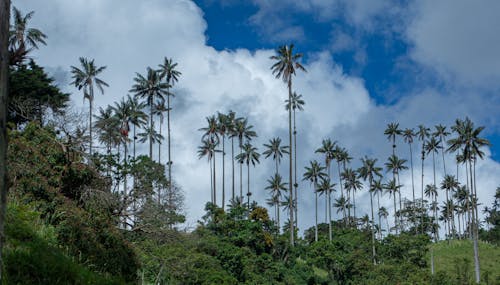 Tall Palm Trees over Trees in Park