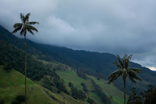 Palm Trees over Green Hills and Forest