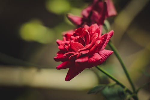 Close-Up Photo of Red Flower