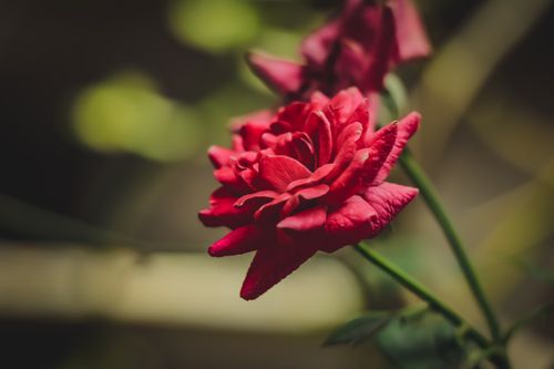 Free Close-up of a vibrant red rose in full bloom with blurred background. Perfect for nature enthusiasts. Stock Photo