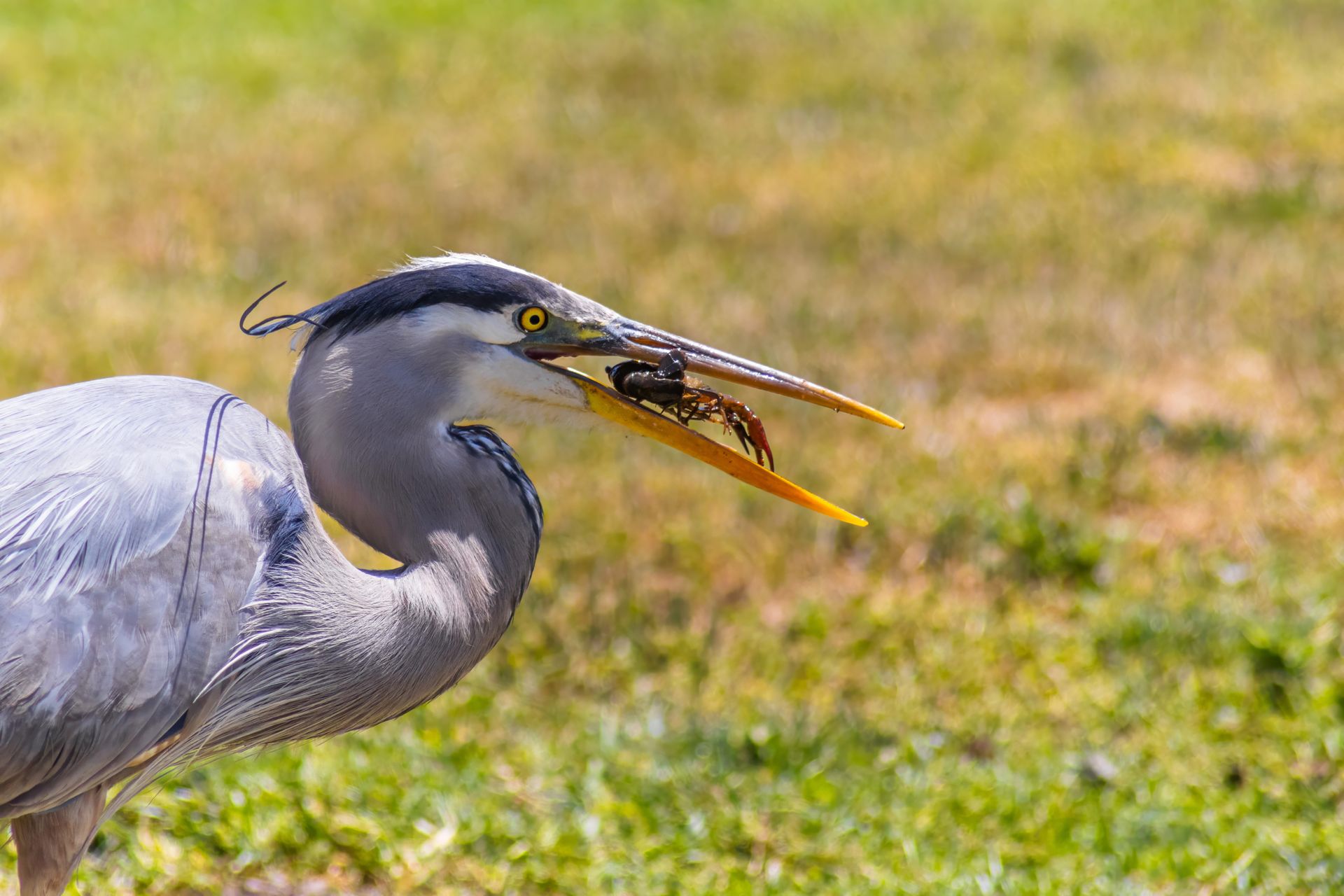 Heron Eating Crustacean