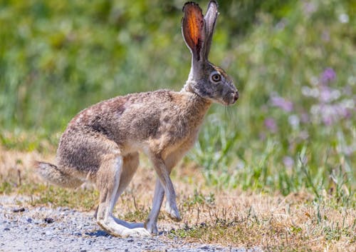 Hare in Summer