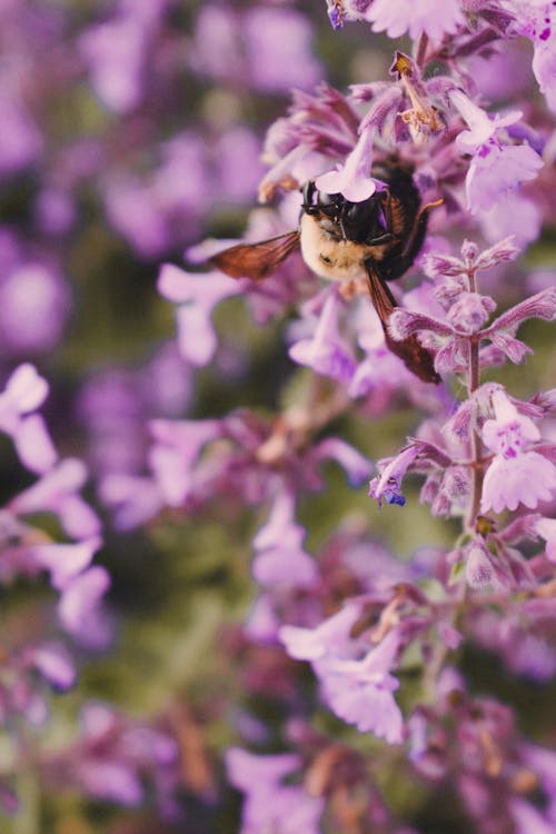 Foto profissional grátis de abelha, fechar-se, flor