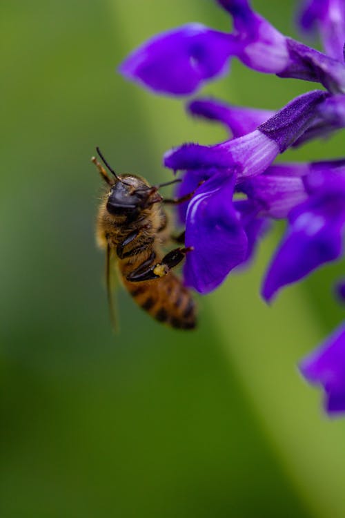 A Bee Pollinating a Violet Flower