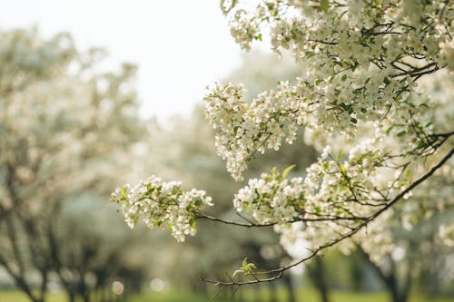 Základová fotografie zdarma na téma jaro, květ, květiny