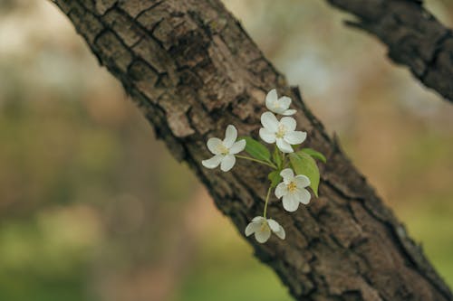 White Flowers Growing from a Tree Trunk