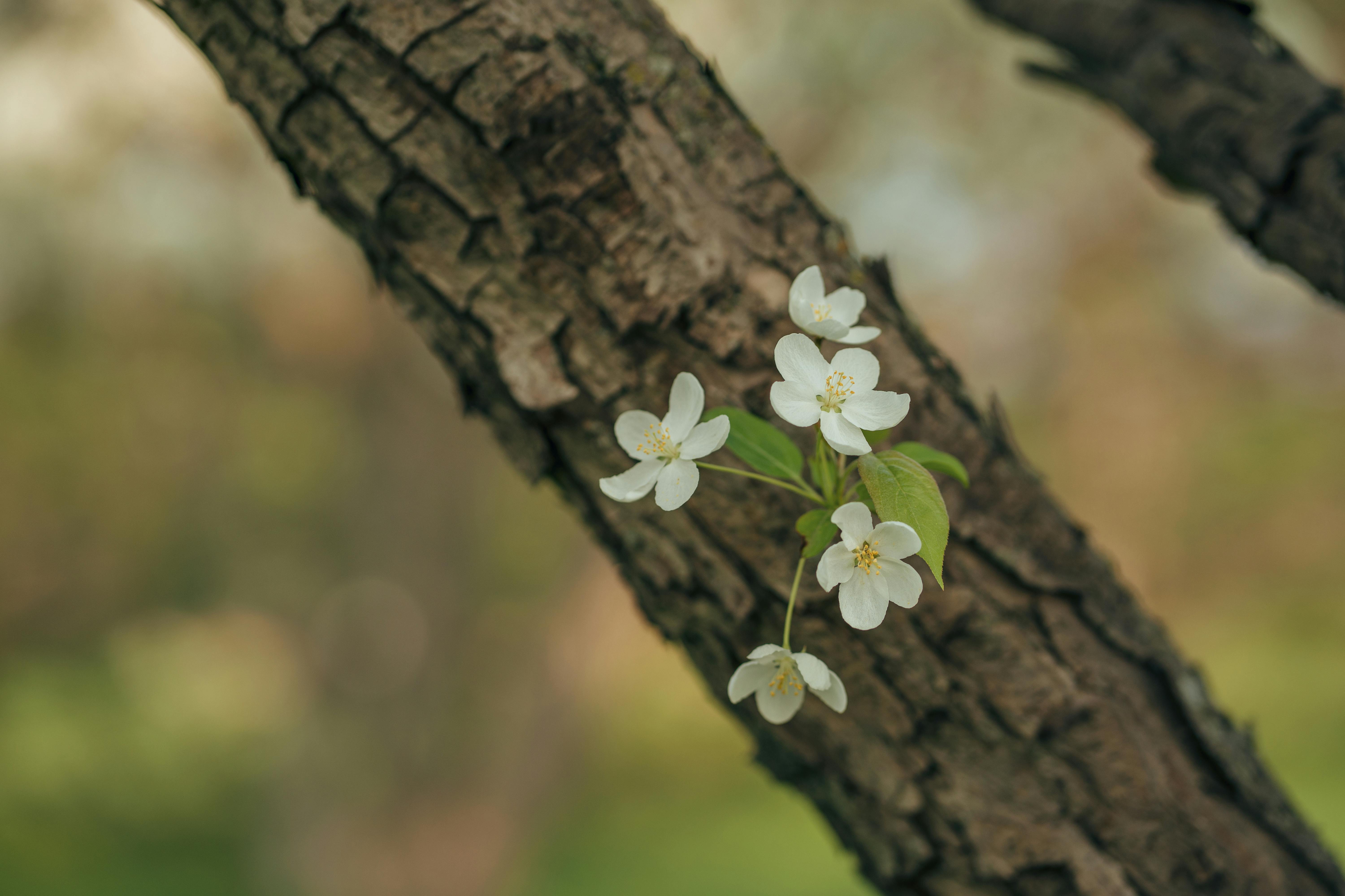White Flowers Growing from a Tree Trunk · Free Stock Photo