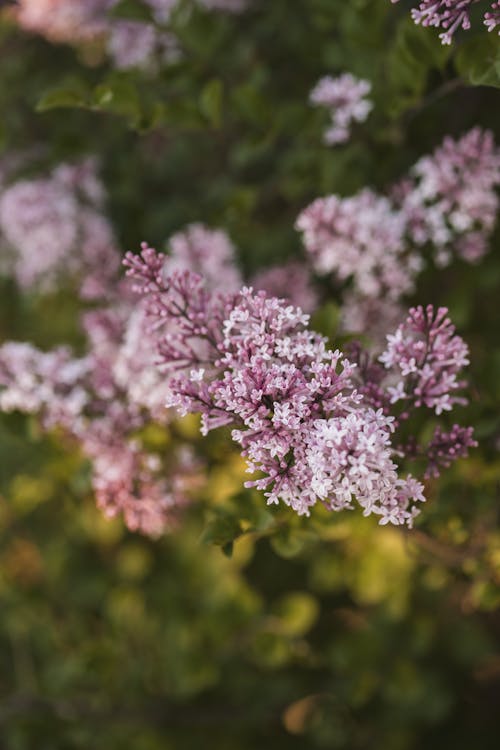 Blooming Lilac Tree Close-up