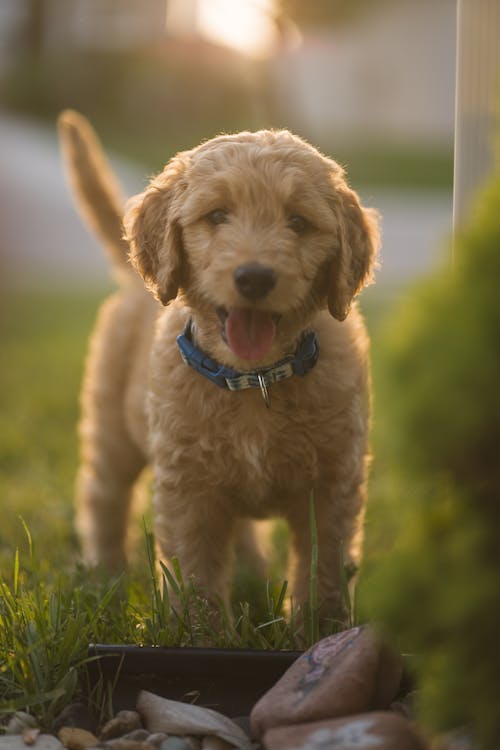 Doodle Dog in a Yard