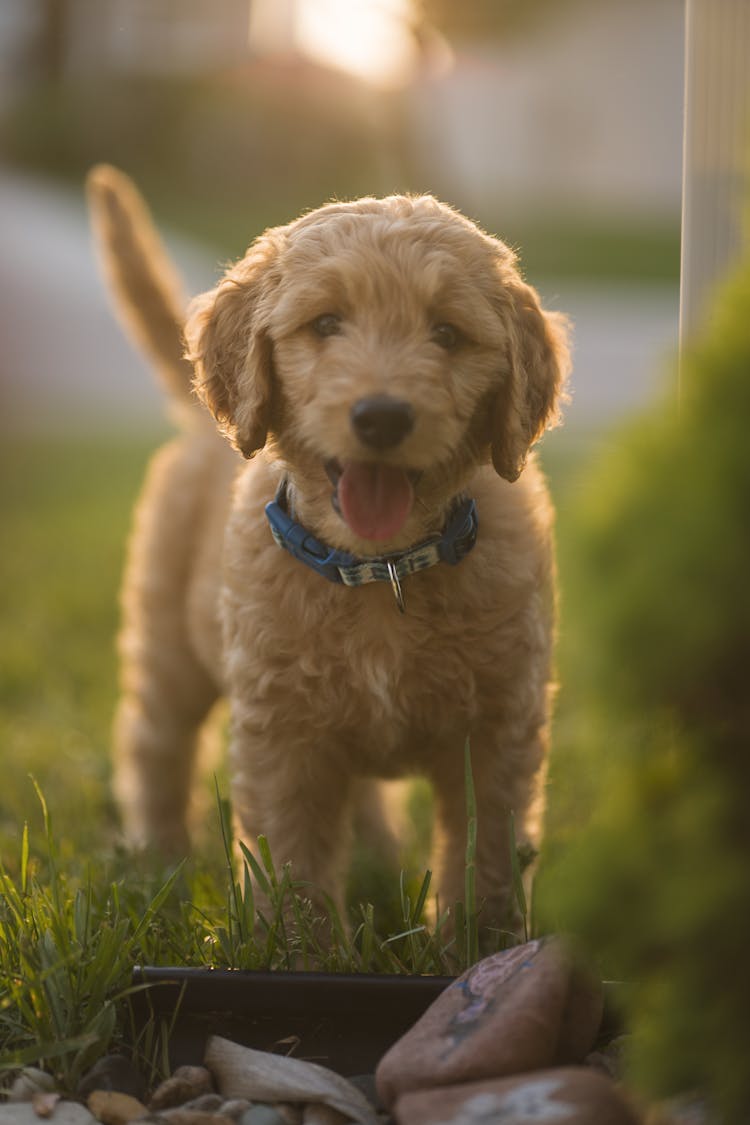 Doodle Dog In A Yard