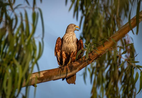 Imagine de stoc gratuită din animal, arbore, aviar