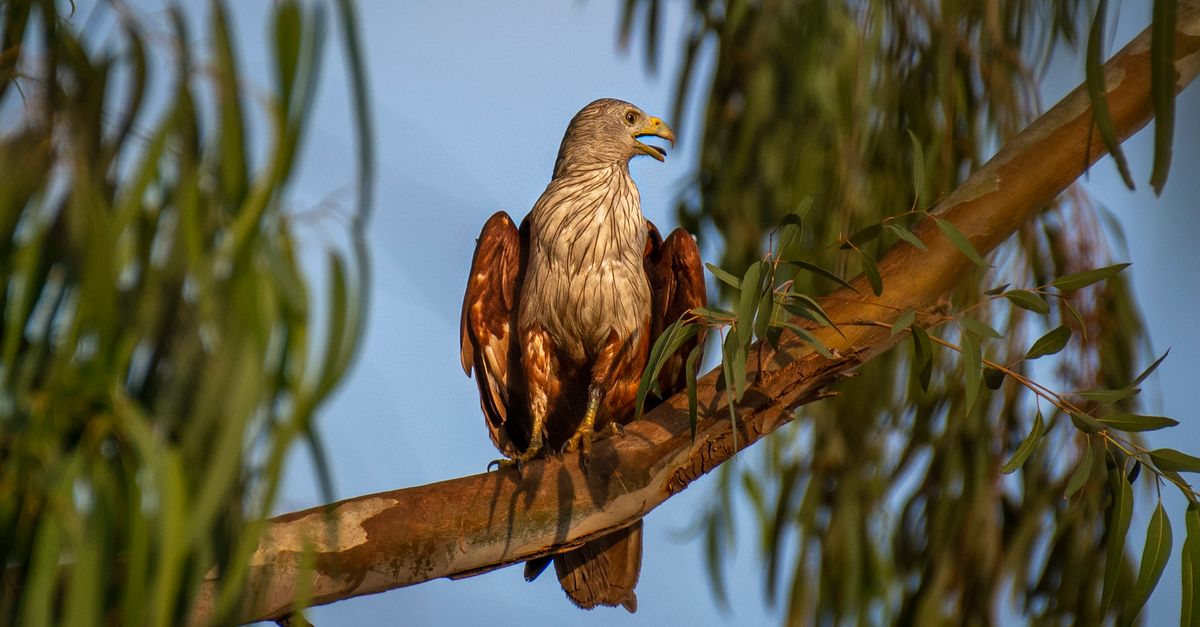 Brahminy Rothman Brahminy Kite Perching on a Branch · Free Stock Photo
