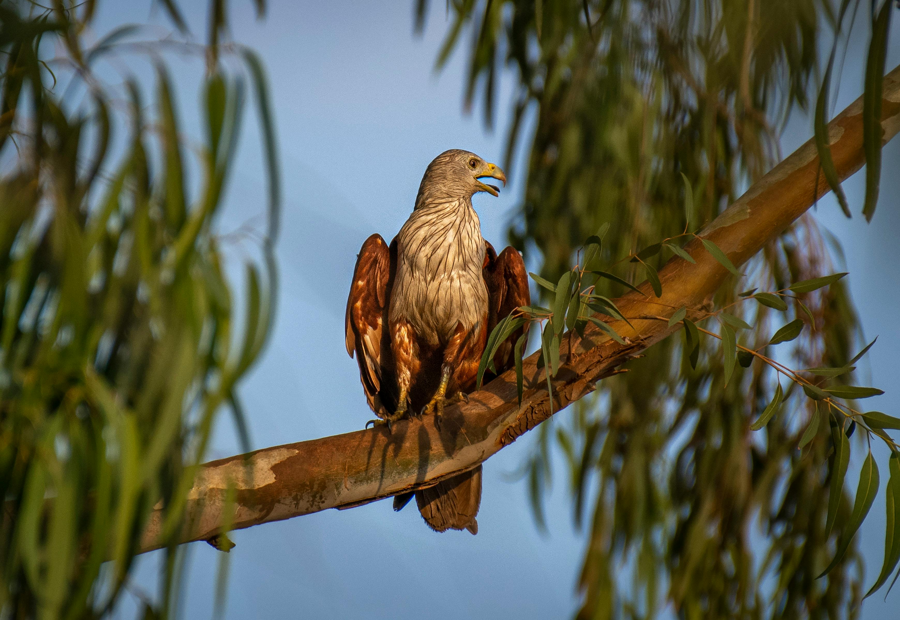 images of kite bird