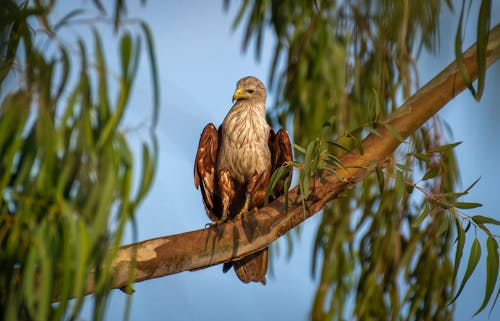 Imagine de stoc gratuită din animal, aviar, fotografie cu animale sălbatice