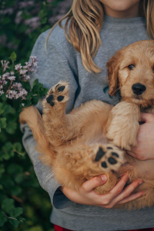 A Person Holding a Puppy 