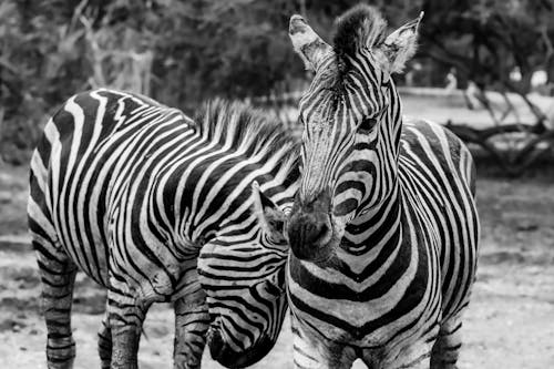 Two Zebras in the Zoo
