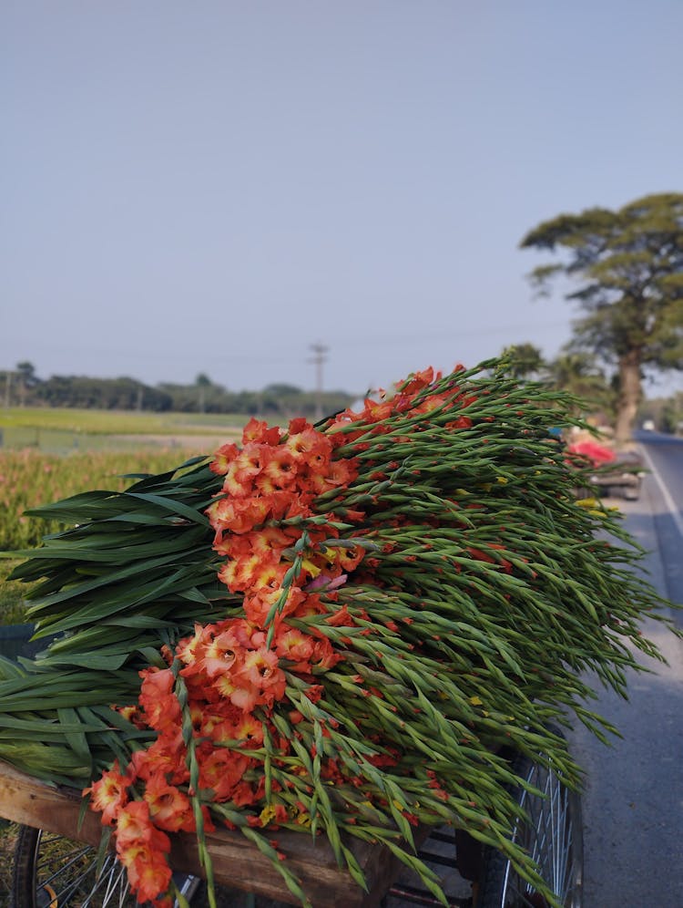 Flowers On A Cart By The Road