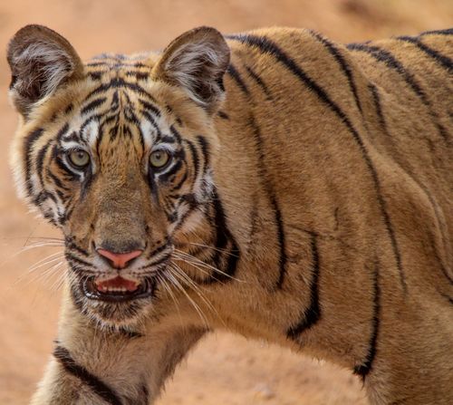 Free Intense gaze of a Bengal tiger in the wild, showcasing its majestic beauty and powerful presence. Stock Photo