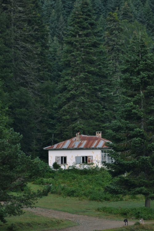 Free Charming rustic house nestled among dense evergreen trees in Bolu, Türkiye, offering serene natural beauty. Stock Photo