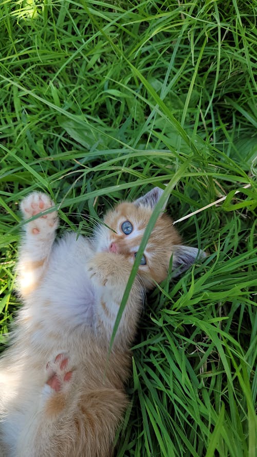 Kitten Lying in the Grass