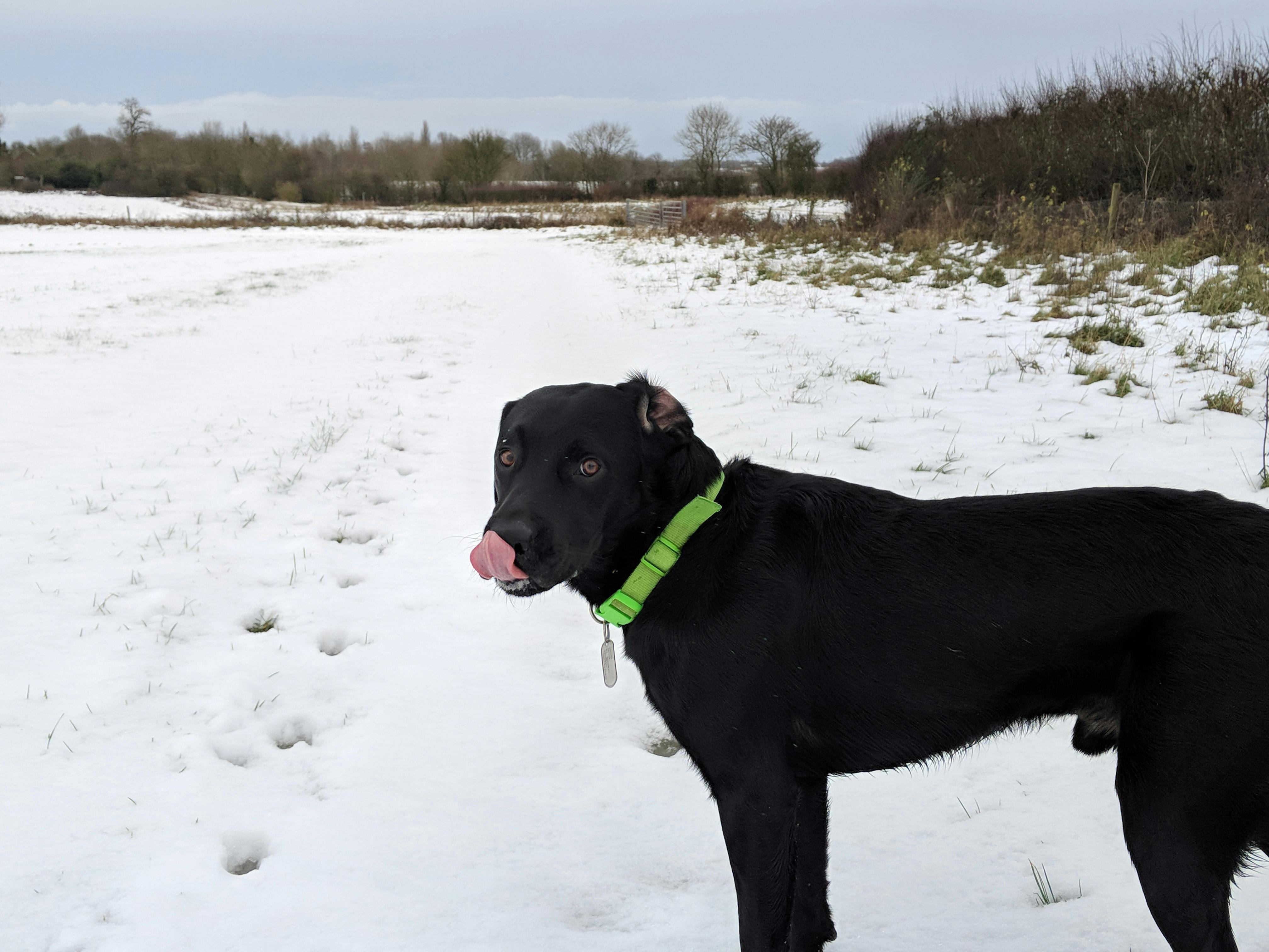 Foto Stok Gratis Tentang Anjing Labrador Labrador Retriever