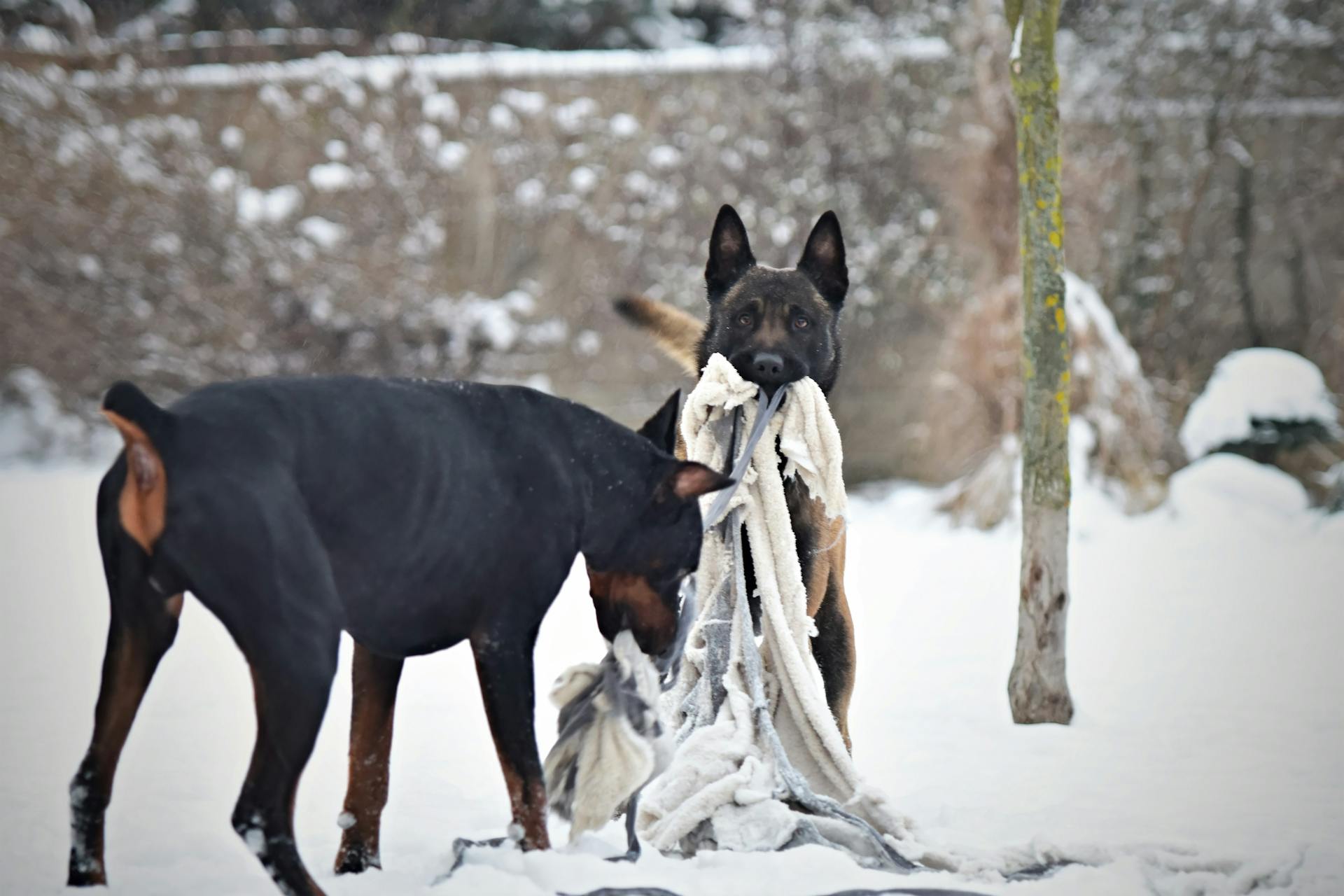 Dogs Playing in Snow