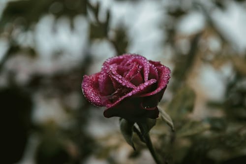 Selective Focus Photography Of Red Rose