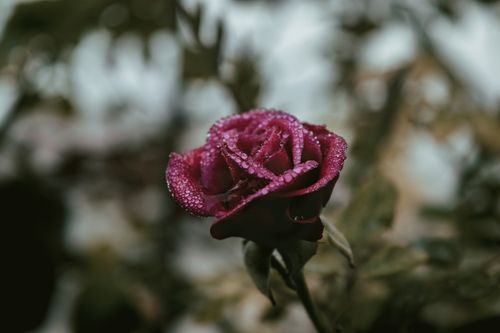 Free A vibrant red rose with dew drops, capturing the essence of natural beauty and freshness. Stock Photo