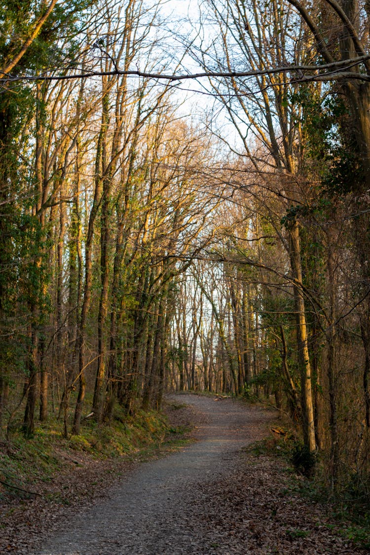 Path Through The Forest