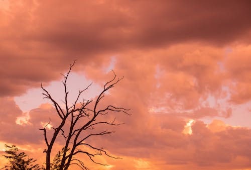 Безкоштовне стокове фото на тему «гілки, дерево, Захід сонця» стокове фото