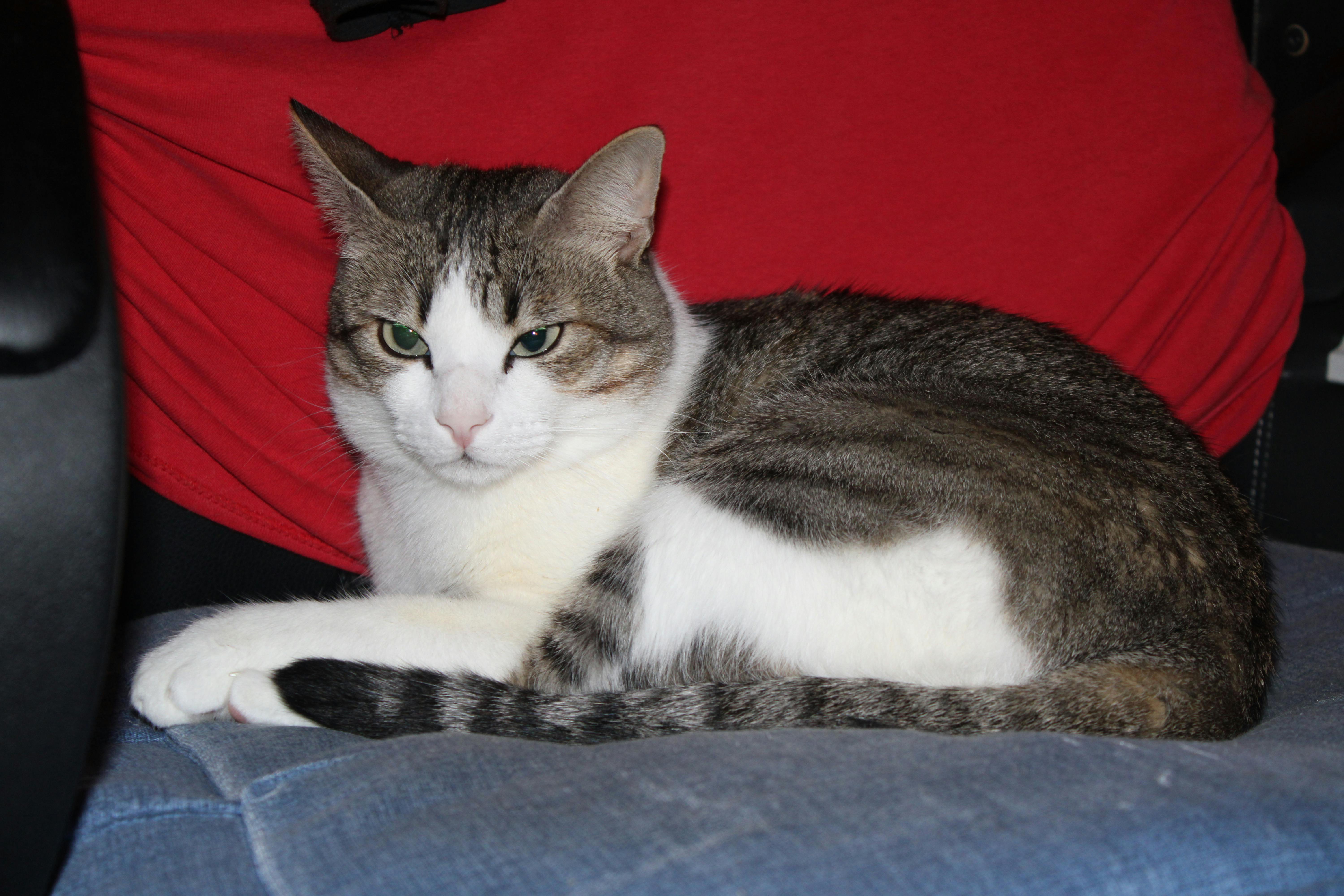 un gato llamado Pepe