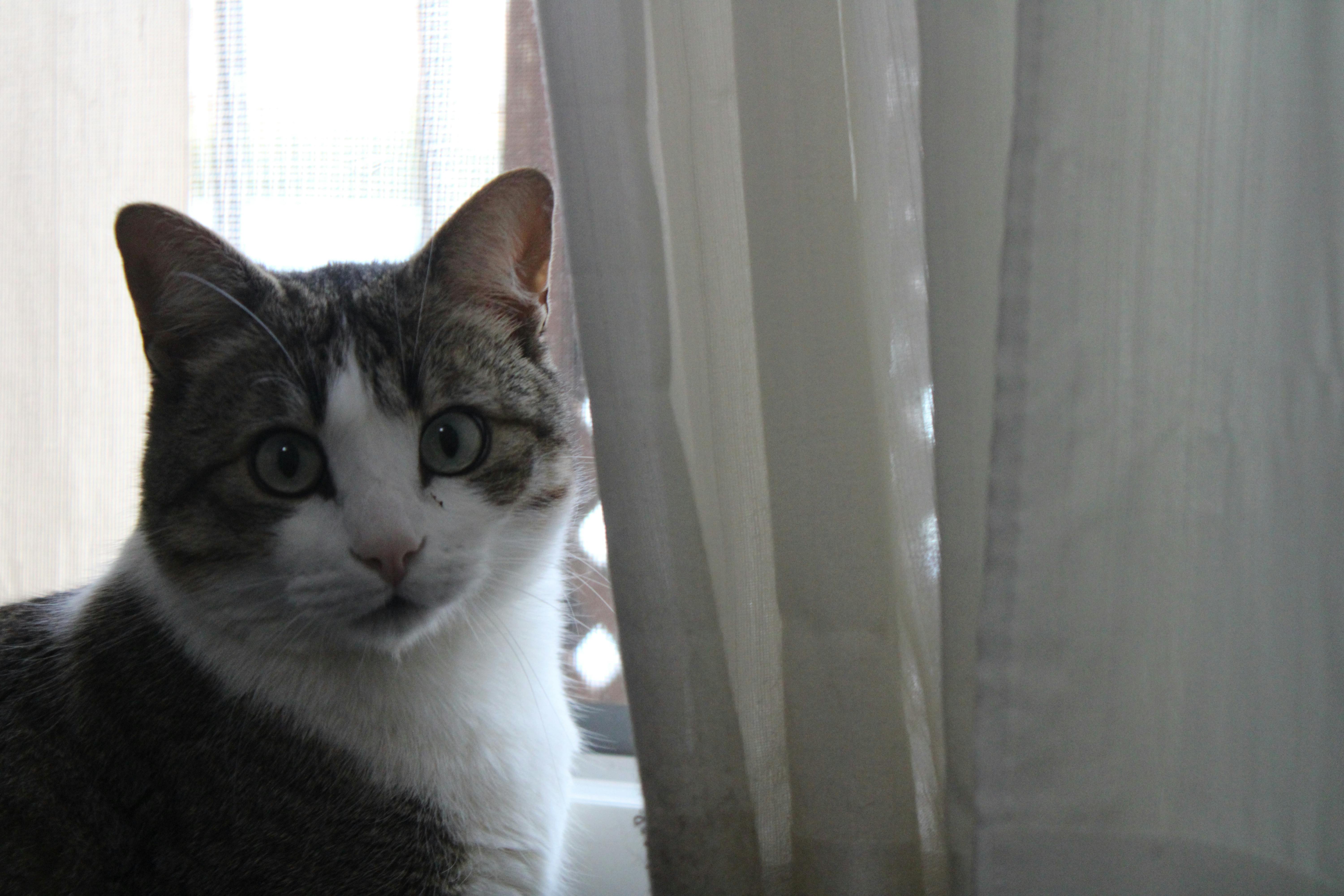 un gato llamado Pepe