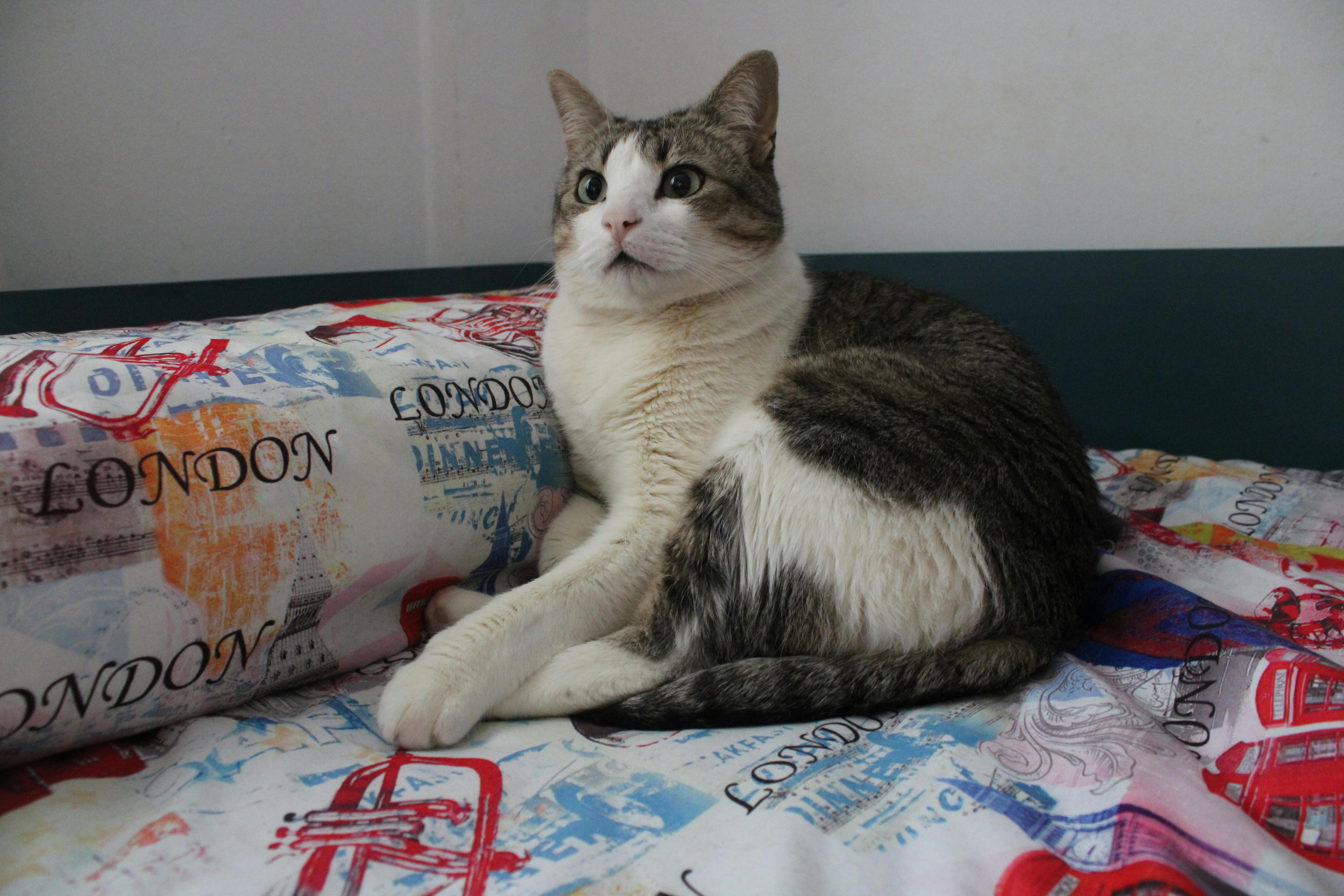 un gato llamado Pepe