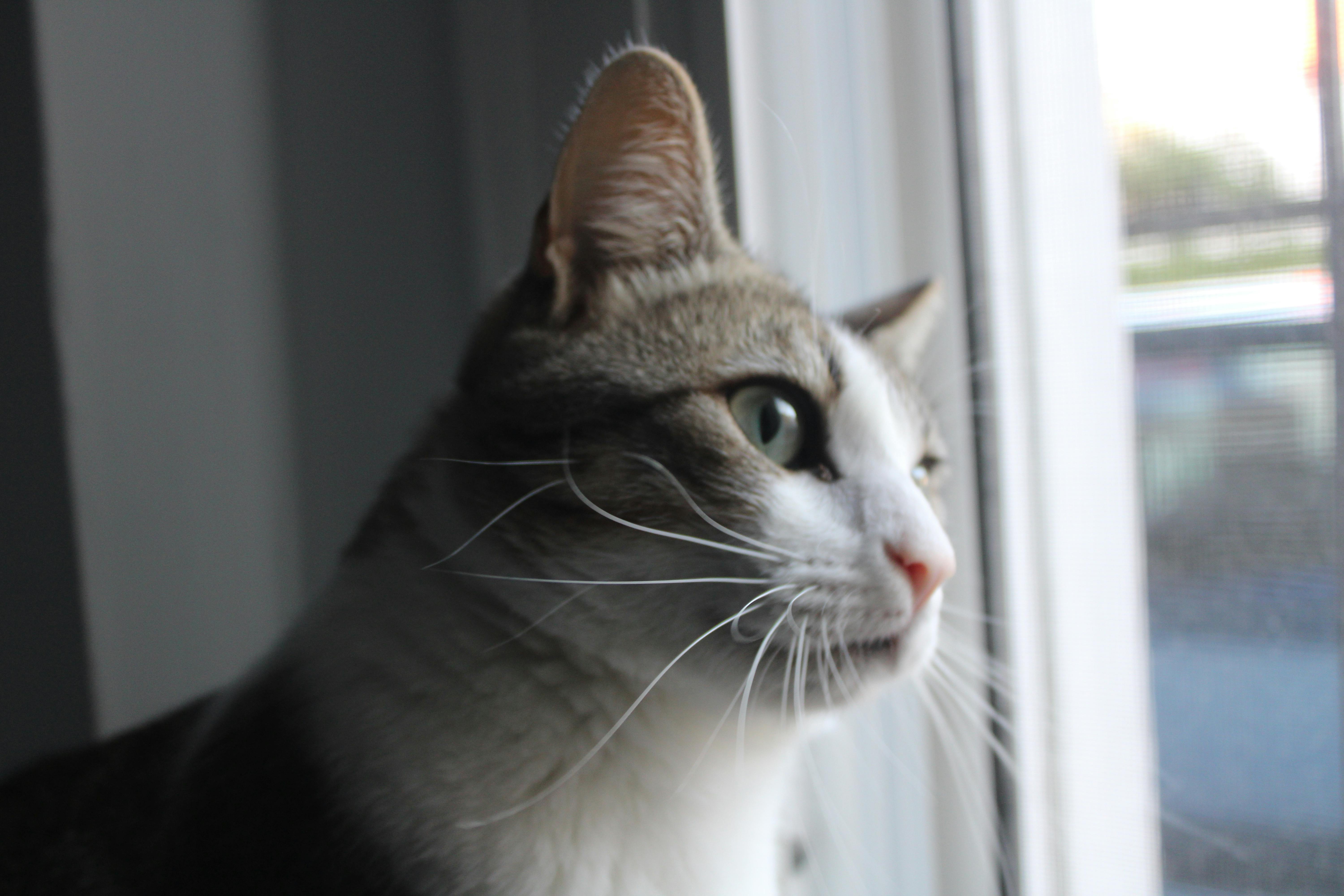 un gato llamado Pepe