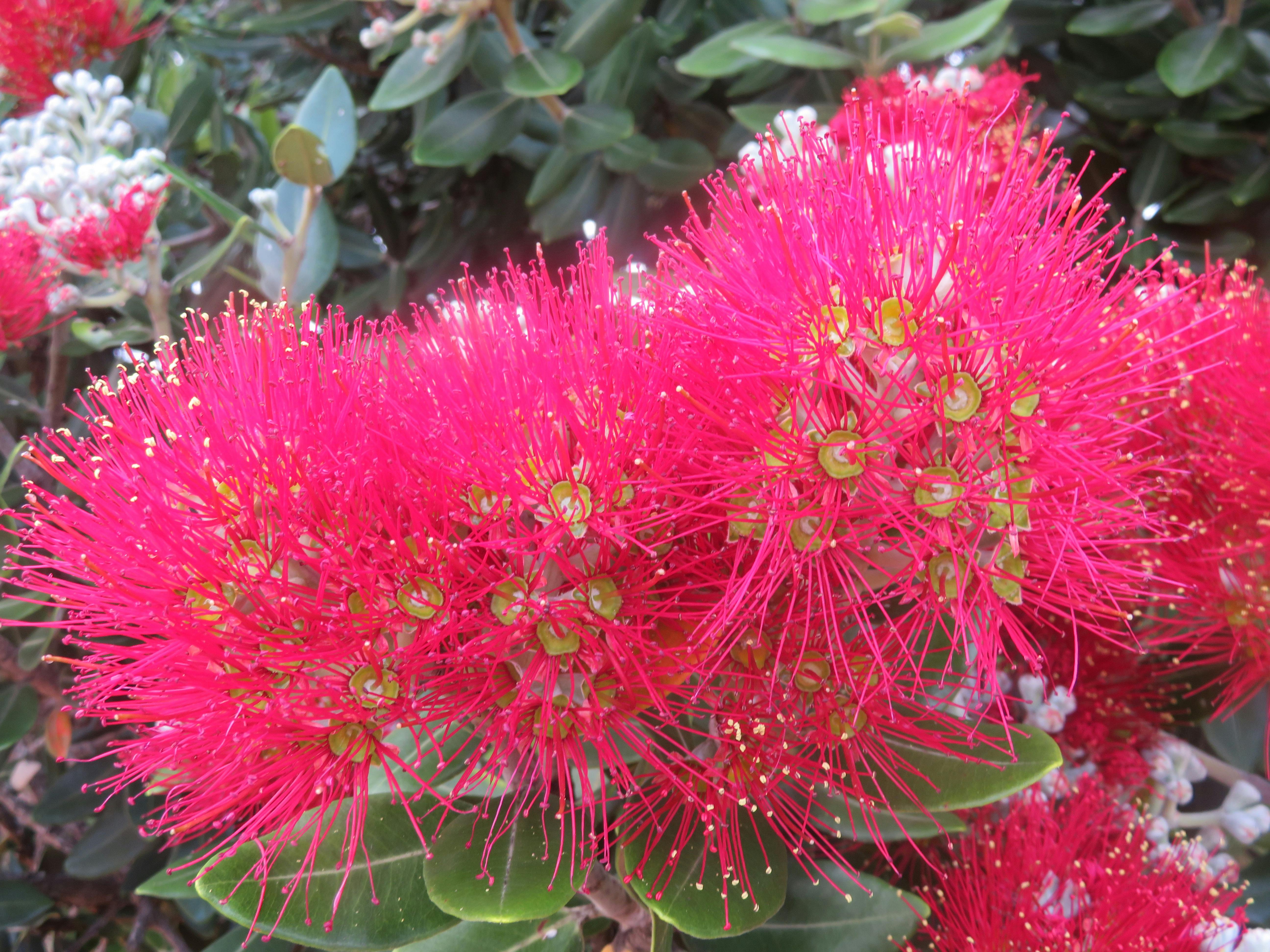 Pohutukawa flowers