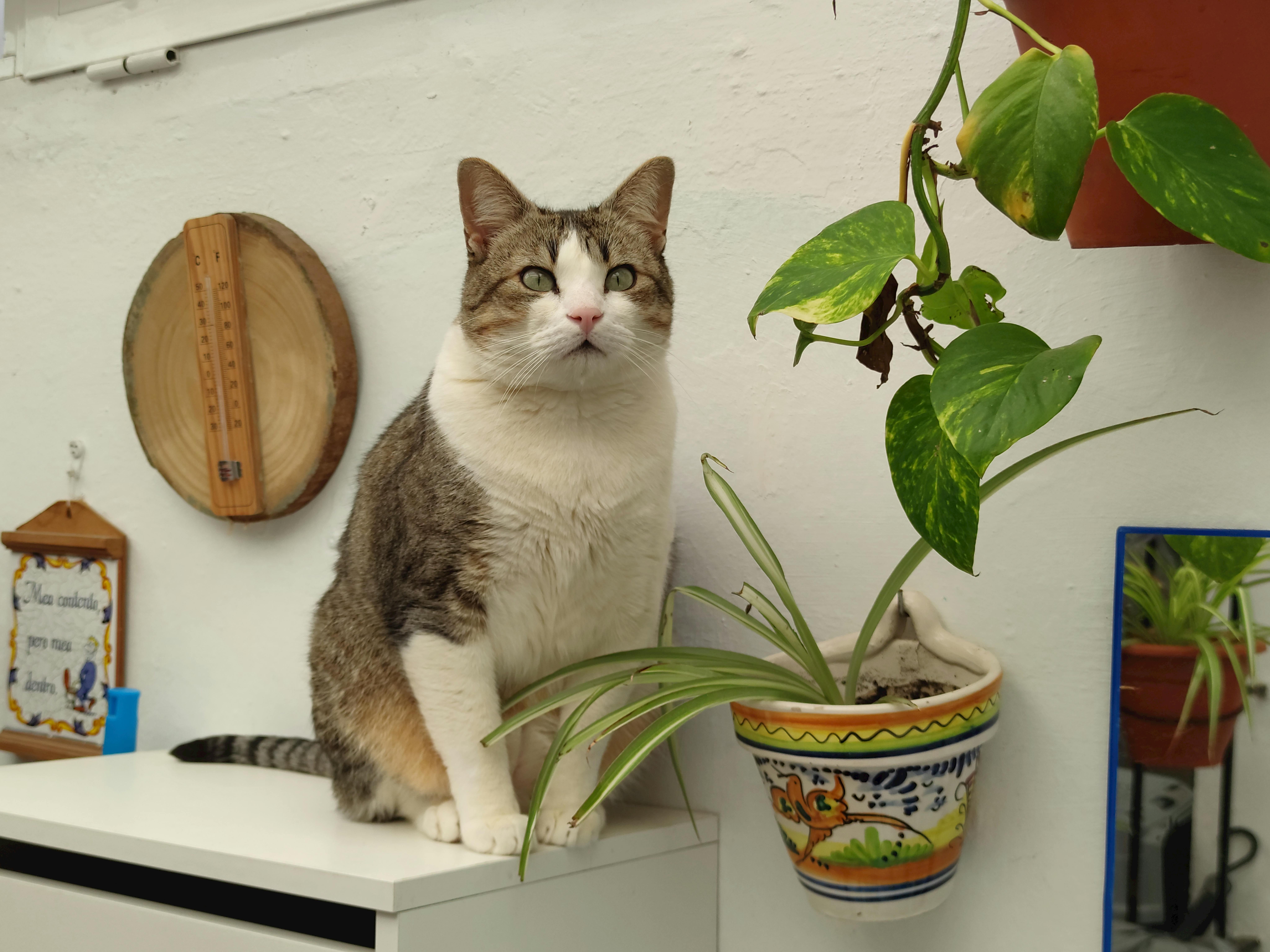 un gato llamado Pepe