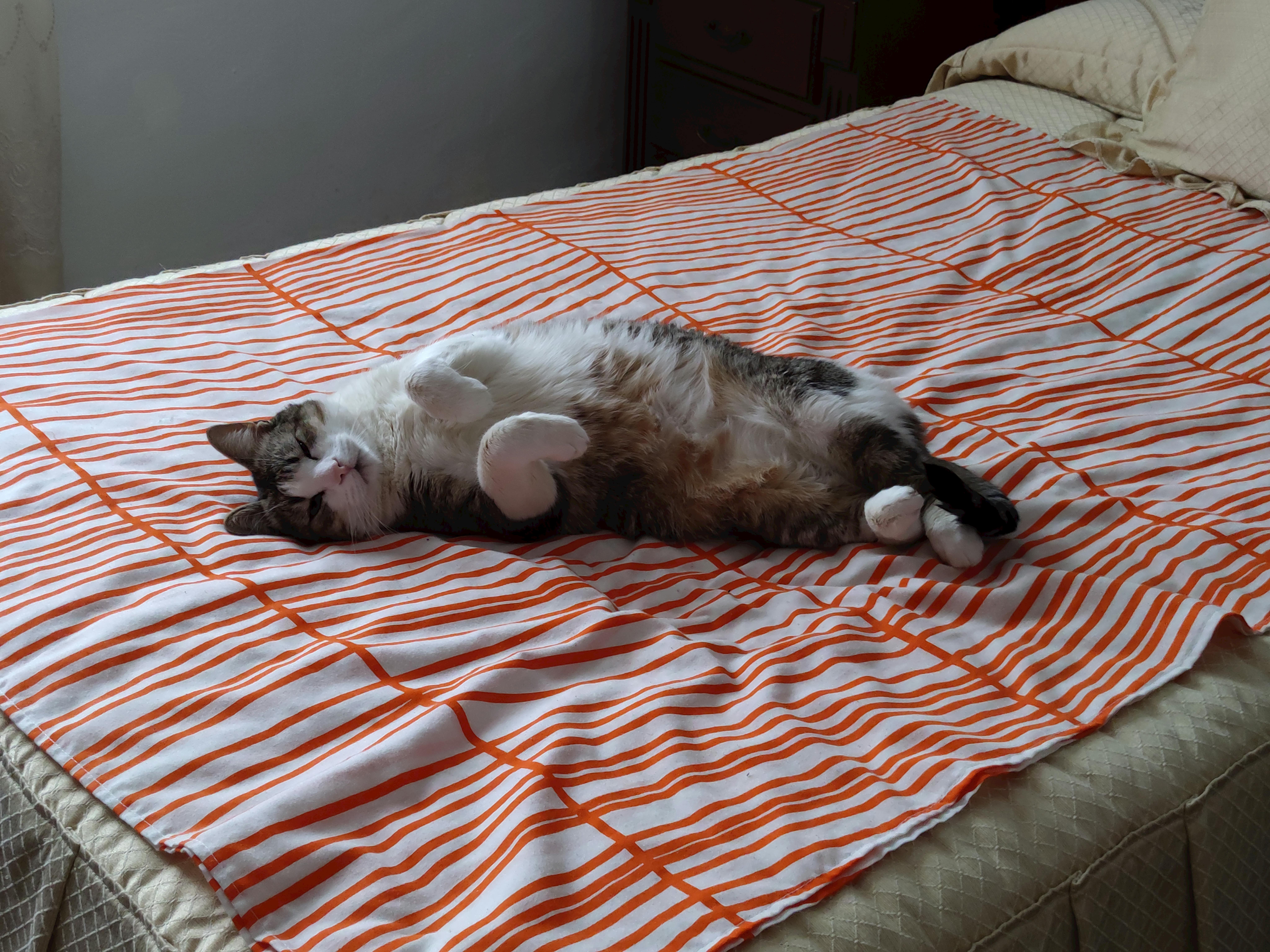 un gato llamado Pepe