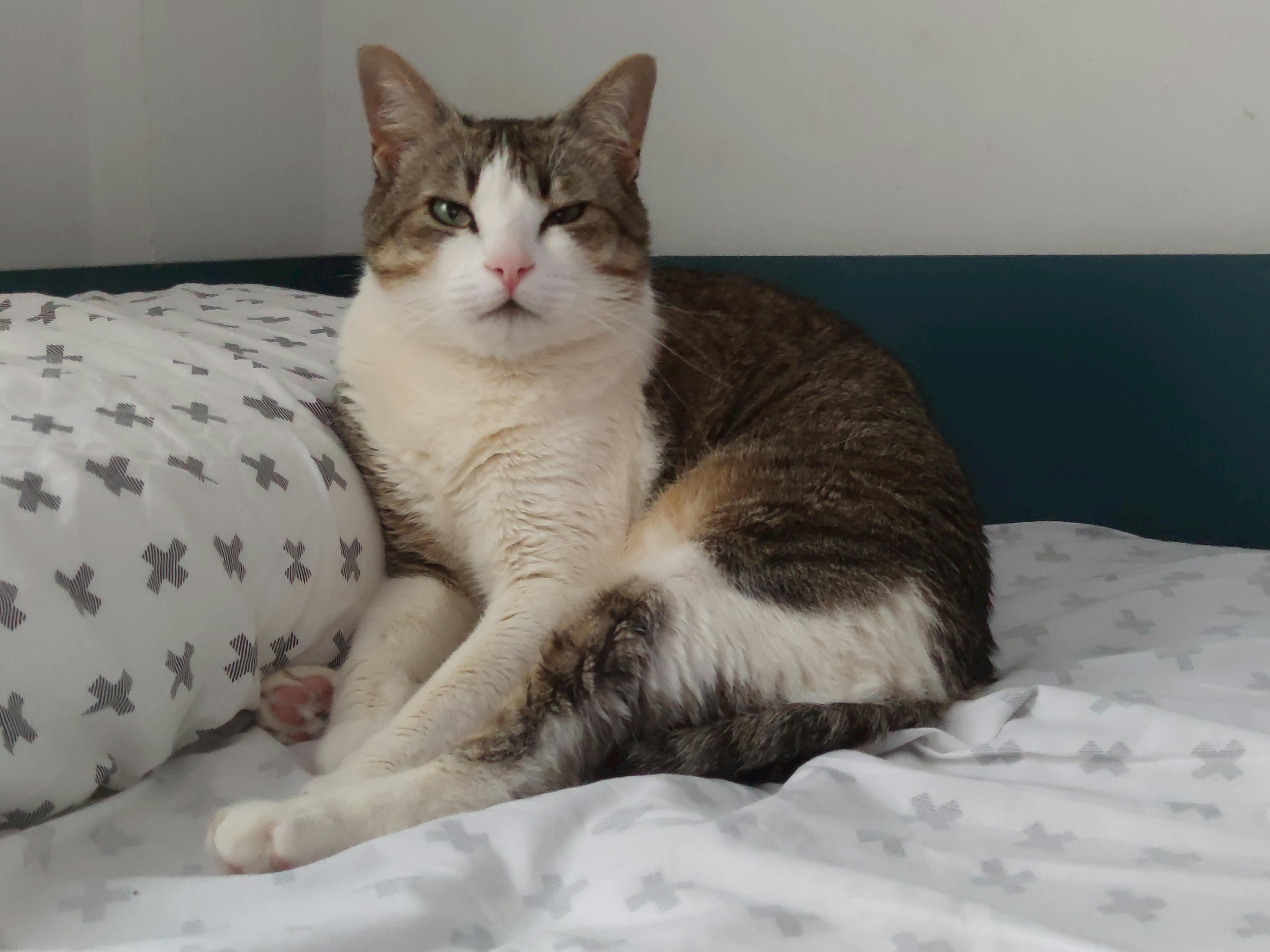 un gato llamado Pepe